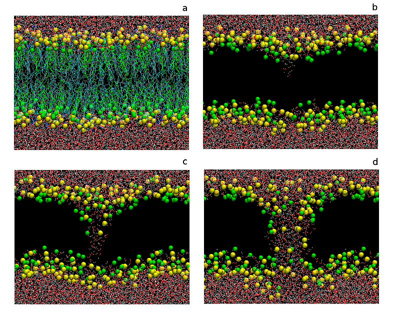 Pore electroformation in a lipid bilayer Pore electroformation in a lipid bilayer