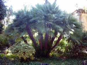 Dwarf pine (Chamaerops humilis)