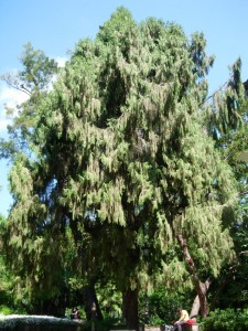 Chinese weeping cypress (Cupressus funebris)