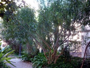Adelfa (Nerium oleander)