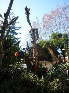 Montserrat cactus (Cereus hildmannianus var. Monstruosus)