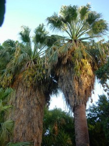 Fan palm (Washingtonia filifera)