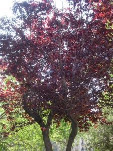Prunera vermella (Prunus cerasifera var. pissardii)