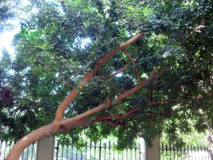 Carob tree (Ceratonia siliqua)