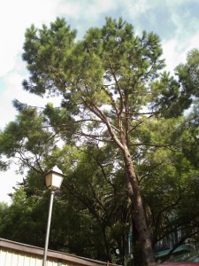 Pino piñonero  (Pinus pinea)