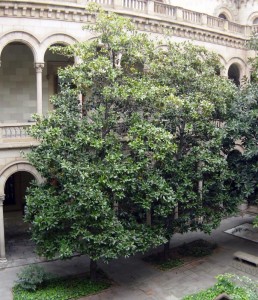 Magnòlia (Magnolia grandiflora)