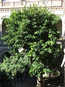 Higuera de Mysore (Ficus drupacea)