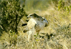 Adult male (Photo: Joan Real)