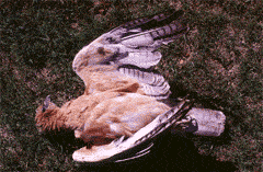 Juvenile dead. (Photo: Joan Real)