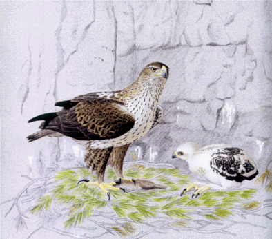 Picture of Francesc Jutglar