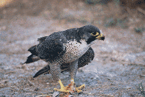 Peregrine Falcon (Falco peregrinus) (Photo: Vicen� Bros)