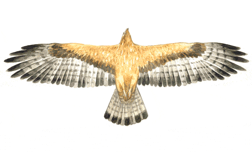 Picture of Josep Nogu�