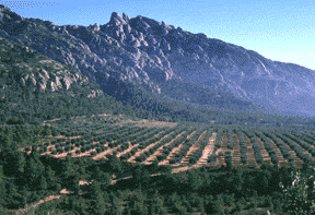 (Photo: Santi Ma�osa)