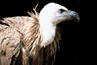 Griffon Vulture (Gyps fulvus) (Photo: Vicen� Bros)