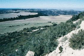 (Foto: Albert Tint�)