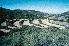 (Foto: Albert Tint�)