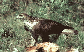 Hembra adulta (Foto: Joan Real)