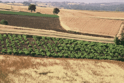 (Foto: Vicen� Bros)