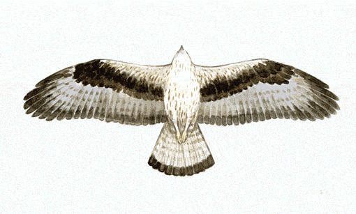 Dibuix de Josep Nogu�