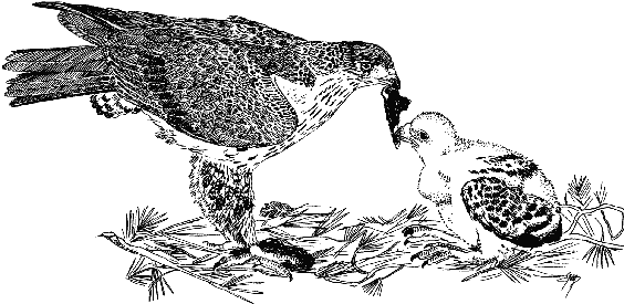 Dibuix de Cesca Andreu