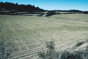 (Foto: Albert Tint�)