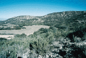 (Foto: Albert Tint�)