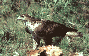 Femella adulta (Foto: Joan Real)