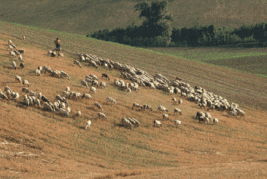 (Foto: Vicen� Bros)