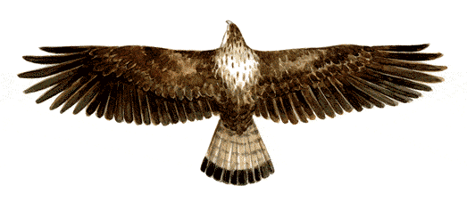 Dessin de Josep Nogu�