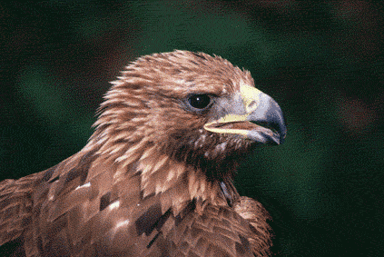 Aigle royal (Aquila chrysaetos) (Photo: Vicen� Bros)