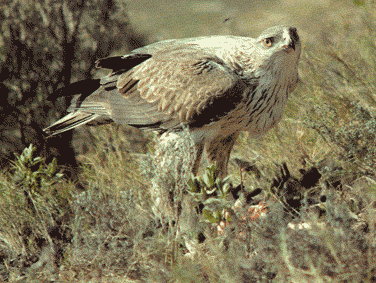 M�le adulte (Photo : Joan Real)