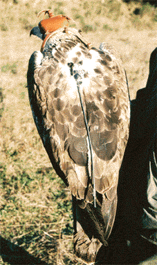 Adult capturat per col�locar-li un radioemissor (Foto: Albert Tint�)