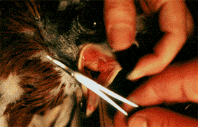 Comprovaci de possible infecci per trichomoniasi (Foto: Santi Maosa)