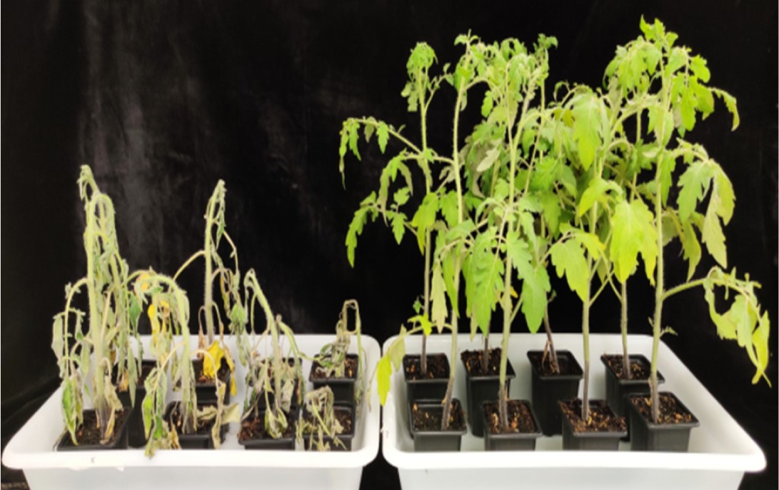 Tomato plants showing symptoms of bacterial wilt disease.