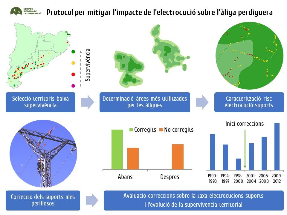 Protocolo de actuación para mitigar el impacto negativo de la electrocución sobre la población catalana de águila perdicera desarrollado por el EBC-UB en un área piloto de la Cordillera Prelitoral de Barcelona.