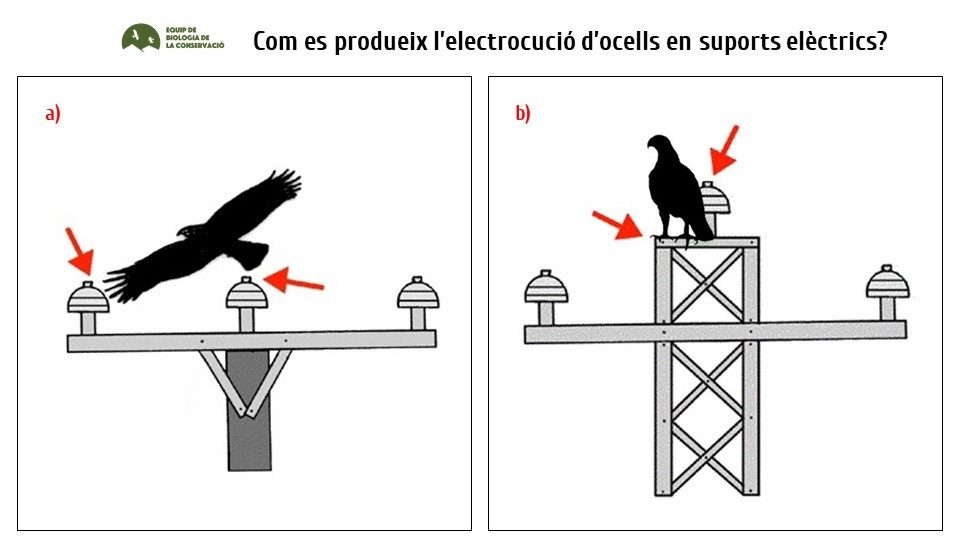 La electrocución se produce en determinados apoyos donde, a causa de su diseño, el ave puede tocar muy fácilmente dos cables conductores (a), o hacer masa entre el apoyo y uno de los cables (b).