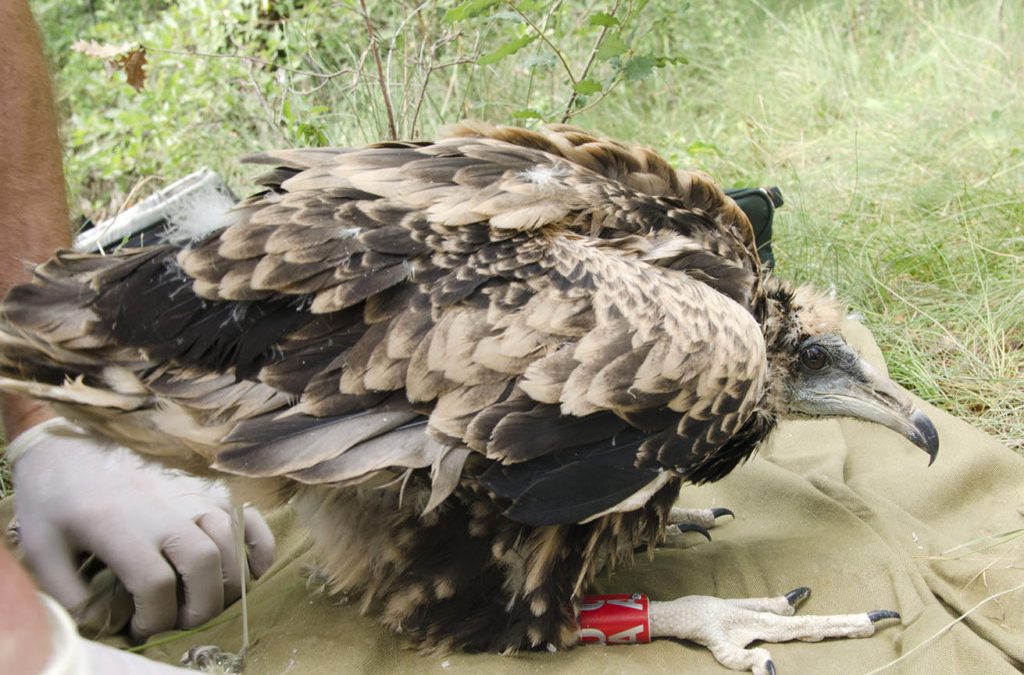 Balance of reproduction in Egyptian vulture 2017