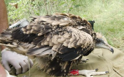 Balance of reproduction in Egyptian vulture 2017