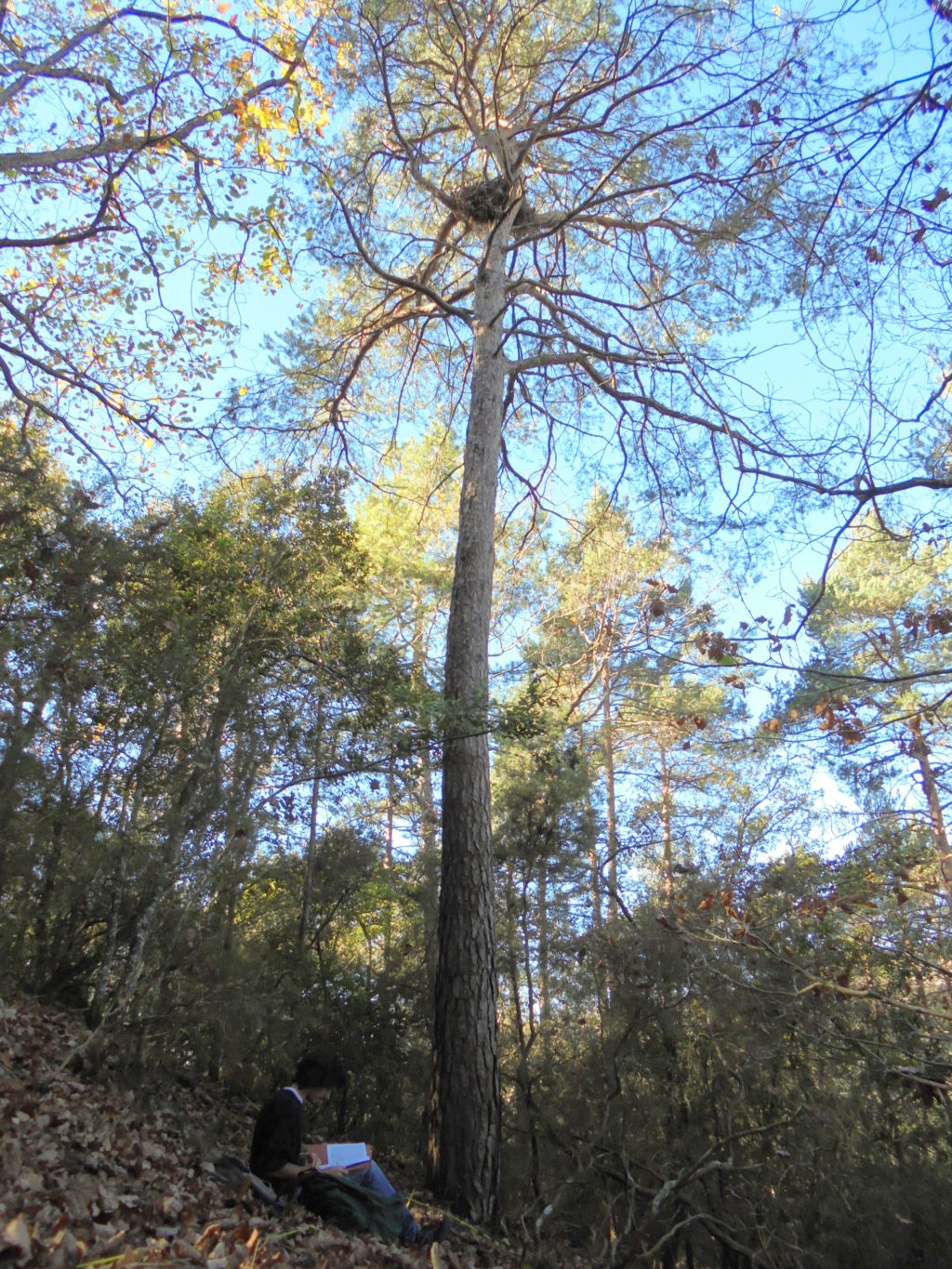 Caracterización del árbol donde se localiza un nido de azor. Foto: Jordi Rosich (EBC-UB).