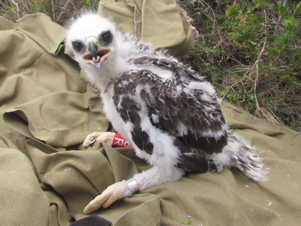 During the ringing tasks of Bonelli’s eagle chicks, feather samples are taken to develop Stable Isotope Analyses allowing to know the species diet. Photo: Francesc Parés (CBG-UB).