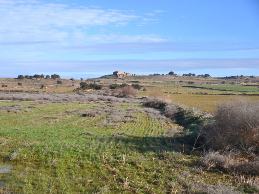 Dispersal area in the Lleida plain, characterized by dry arable land with shrubland patches. Photo: Àlex Rollan (CBG-UB).