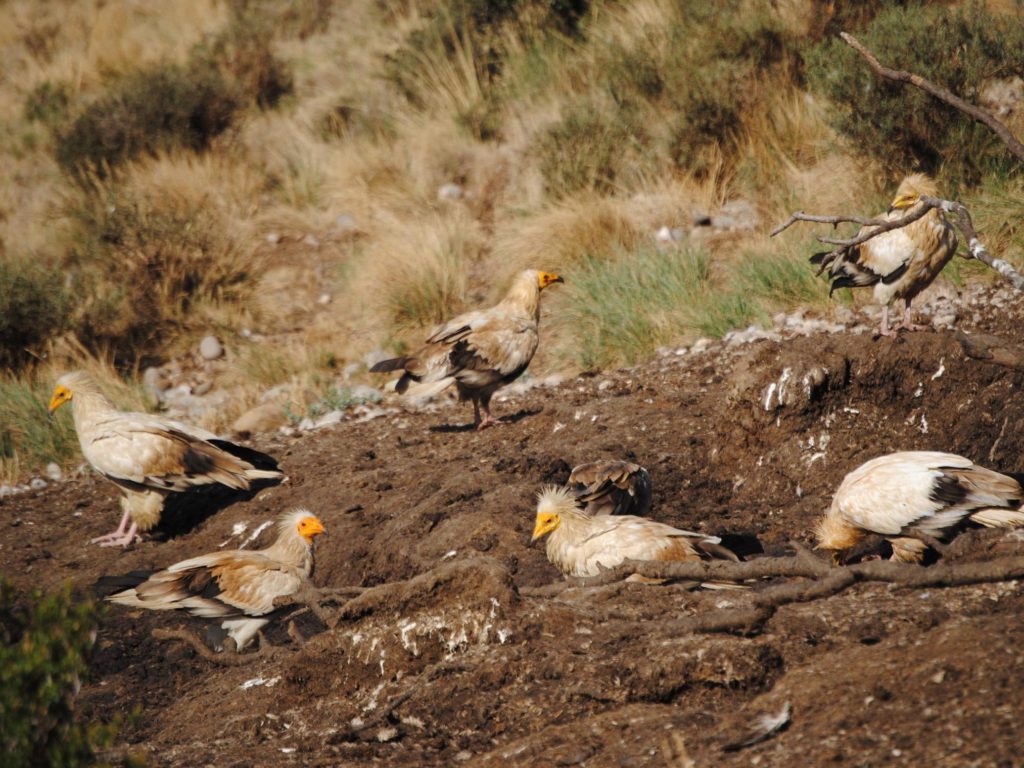 Landfills and supplementary feeding points for vultures might have favoured the expansion of this species in Catalonia in areas where its presence was not known before. Photo: CBG-UB.