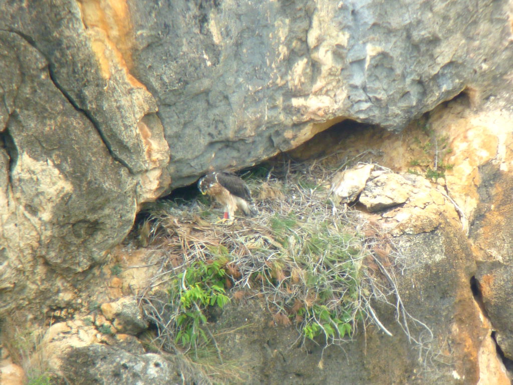 Bonelli’s eagle fledging about to leave the nest. Photo: Francesc Parés (CBG-UB).