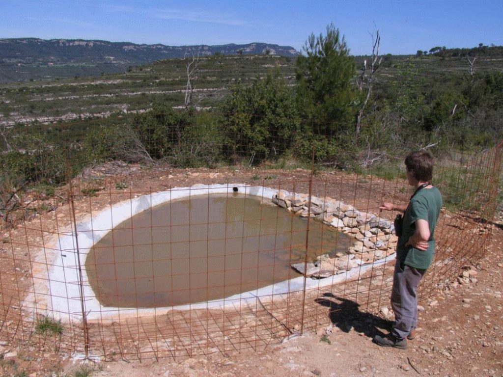 The creation or recovery of water ponds is an effective tool to counteract the lack of water in Mediterranean areas that is a limiting factor, particularly in summer, for species such as the rabbit and the partridge. Photo: Francesc Parés (CBG-UB).