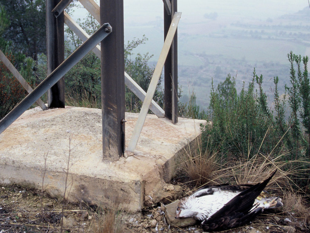 Bonelli’s eagle electrocuted under a distribution pylon. Photo: CBG-UB.