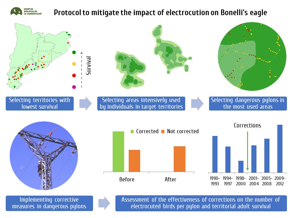 Protocol to mitigate the negative impact of the electrocution on the Bonelli’s eagle population in Catalonia, developed by the CBG-UB in a pilot area of the Catalan Pre-Littoral Range.