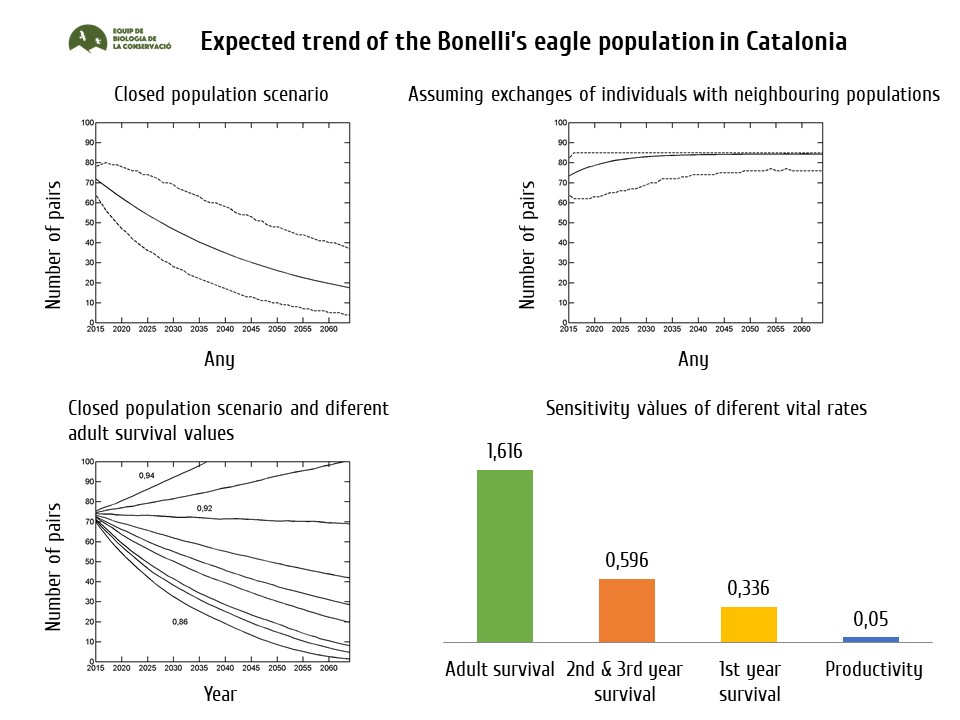 Expected trend of the Bonelli’s eagle population in Catalonia during the period 2015-2065 under different scenarios, and values of ‘sensitivity’ of the different vital rates.
