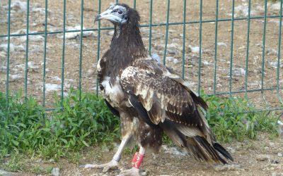 Orís, a young Egyptian vulture rescued exhausted, rehabilitated and returned to the wild
