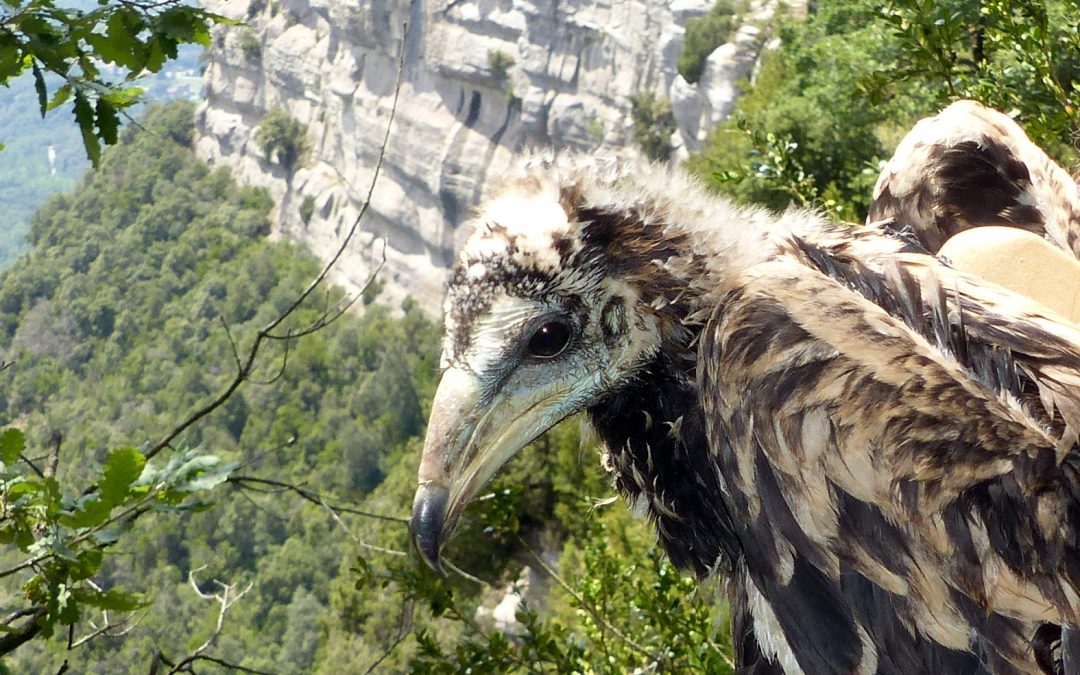 Egyptian vulture chicks equipped with GPS transmitters