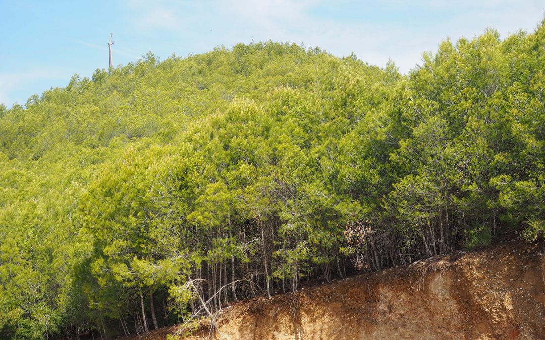 El Equipo participa en los seguimientos ecológicos realizados después de clareos en pinares de pino carrasco